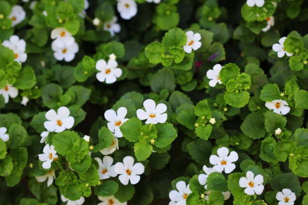 Bacopa Monnieri Brain Health